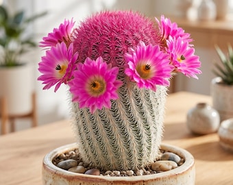 Red Sun Cactus Live Plant for Home Decoration