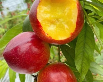 Live Nectarine Tree Sapling | Sweet Juicy Stone Fruit | Bare Root Outdoor Garden Orchard Tree