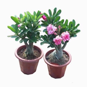 May include: Two potted desert rose plants. Each plant has green leaves and pink and white flowers. The plants are in brown plastic pots. The background is white.