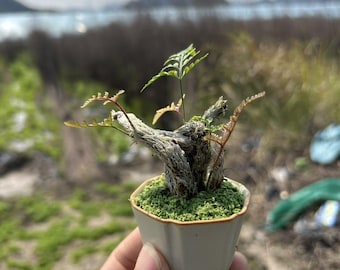 Rabbit's Foot Fern Bonsai | Davallia Fejeensis Mini Plant | Fuzzy Root Fern Indoor Decor