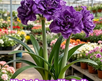 Amaryllis Bulbs Live Flower Bulbs Colorful Hippeastrum Bulb Indoor Outdoor Blooming Plant Gift