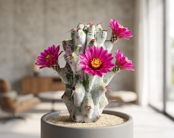 Columnar Cactus Collection | Blue Candle, Stenocereus, Boobie (Bare-Root)