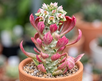 Variegated Euphorbia Rossii Succulent - Drought-Tolerant, Low-Maintenance, Low-Water Houseplant, Full Sun Compact Tabletop Collectors' Decor