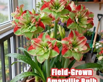 Amaryllis Bulbs Live Flower Bulbs Colorful Hippeastrum Bulb Indoor Outdoor Blooming Plant Gift