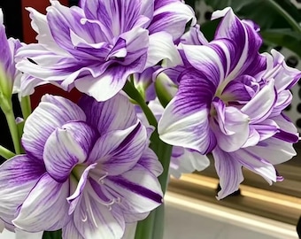 Lavender Streak Amaryllis Bulb | Purple Striped Hippeastrum | Large Flower Dormant Bulb, Indoor Blooming Houseplant