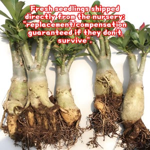 May include: A group of fresh seedlings with thick, light-colored stems and exposed roots. The plants have green leaves at the top and are presented against a white background. Text on the image states "Fresh seedlings shipped directly from the nursery: replacement/compensation guaranteed if they don't survive."