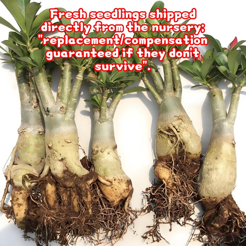 May include: A group of fresh seedlings with thick, light-colored stems and exposed roots. The plants have green leaves at the top and are presented against a white background. Text on the image states "Fresh seedlings shipped directly from the nursery: replacement/compensation guaranteed if they don't survive."