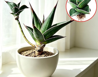 3in Sansevieria ‘Samurai Dwarf’ Bare Root | Mini Snake Plant |  Compact Succulent