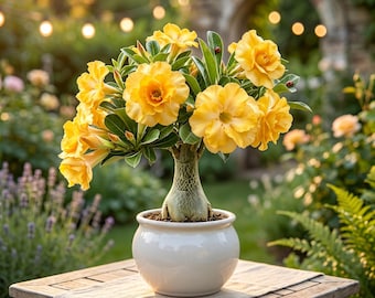 Double Yellow Desert Rose Adenium Obesum Bonsai | 6-Inch Bare Root Succulent Houseplant