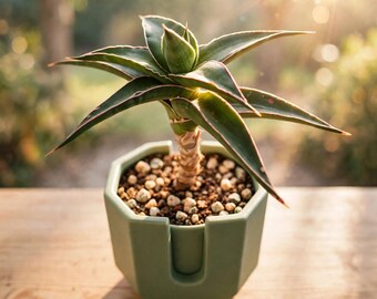 Live Sansevieria Samurai Dwarf, Compact Architectural Succulent, Easy Care Indoor Plant