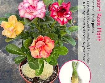 Desert Rose Succulent Live Adenium Plant Caudex Flowering Plant Exotic Indoor Outdoor Bonsai Decor
