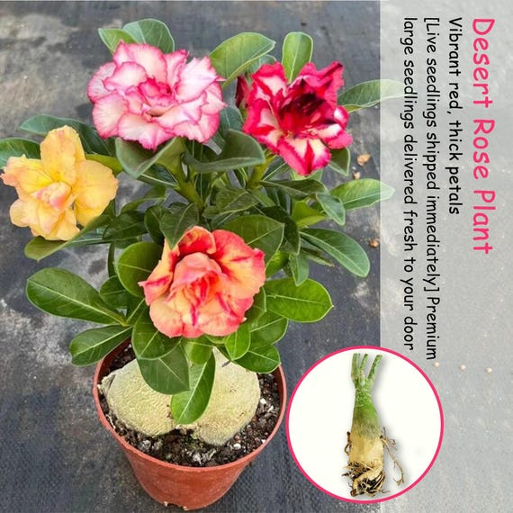 Desert Rose Live Plant | Adenium Obesum Caudex Succulent, Flowering Bonsai Houseplant