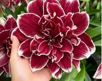 Maroon Crown Amaryllis Bulb | Deep Burgundy Red Hippeastrum Flower Plant