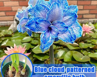 5 Blue Cloud-Patterned Amaryllis Bulbs | Large Exotic Blooms, Gardener Gift