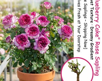 Blueberry Cake Rose Sapling | Lavender Purple Blooms, Fragrant Garden Plant