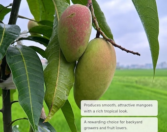 Live Mango Tree Seedling | Fast Growing Tropical Fruit Plant (Bare Root)