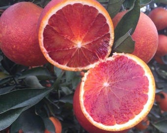 Rose Scent Orange Tree Live Plant: Fragrant Citrus Sapling for Gardens (Bare Root)