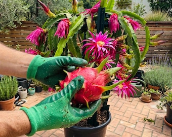 Red Heart Dragon Fruit Seedling – Live Pitaya Plant for Garden (12-18 Month Fruit)