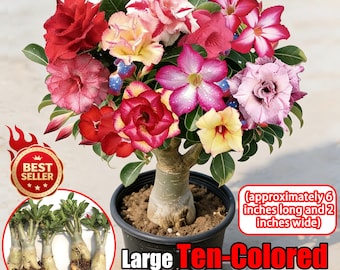 Large Desert Rose Seedlings: Swollen Caudex, Colorful Blooms, Bonsai Style Plant