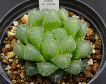 Haworthia Cooperi Succulent | Transparent Window Leaves, Mini Indoor Plant