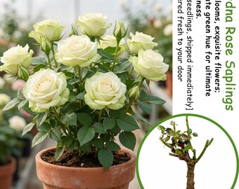 Cordana Rose Sapling | Miniature Patio Live Plant, Compact Starter
