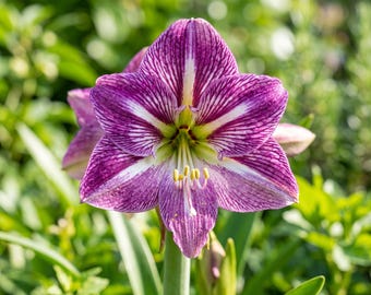 Double-Flowered Purple Amaryllis Bulb – Indoor/Outdoor Perennial Flower