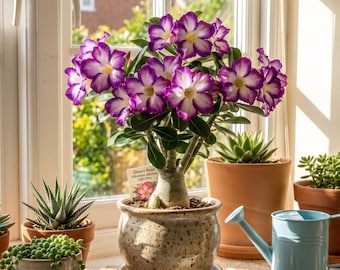 Purple Desert Rose Live Plant | Adenium Obesum Bonsai Caudex, Flowering Succulent, Gift for Gardeners