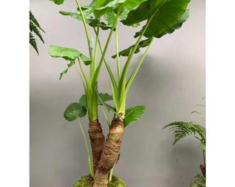 Alocasia Elephant Ear Taro Plant | Large Tropical Indoor Plant, Fragrant Night Blooms