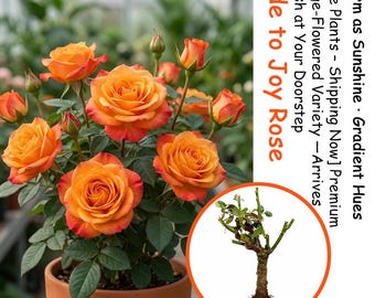 Ode to Joy Rose Bush: Fragrant Climbing Live Plant Bare Root Seedling Garden Gift