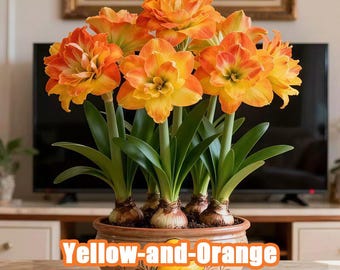 Amaryllis Bulbs Live Flower Bulbs Colorful Hippeastrum Bulb Indoor Outdoor Blooming Plant Gift