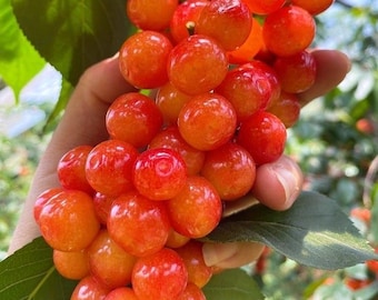 Compact Cherry Tree Seedling – Dwarf Fruit Plant for Patios, Containers