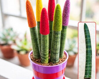 1 Sansevieria Cylindrica Cutting, Cylindrical Snake Plant, Easy Care Indoor Plant, Modern Home Decor