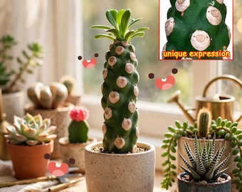 Euphorbia Royleana Succulent - DecorativeHouseplant, Cactus-Like Upright Sculpture,Drought-Tolerant Ready