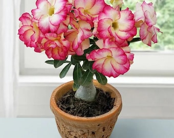 Rose succulents, easy to grow, simple for beginners, bare-root plant.