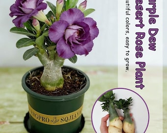 Purple Desert Rose Plant | Tuberous Succulent, Bonsai Style Caudex