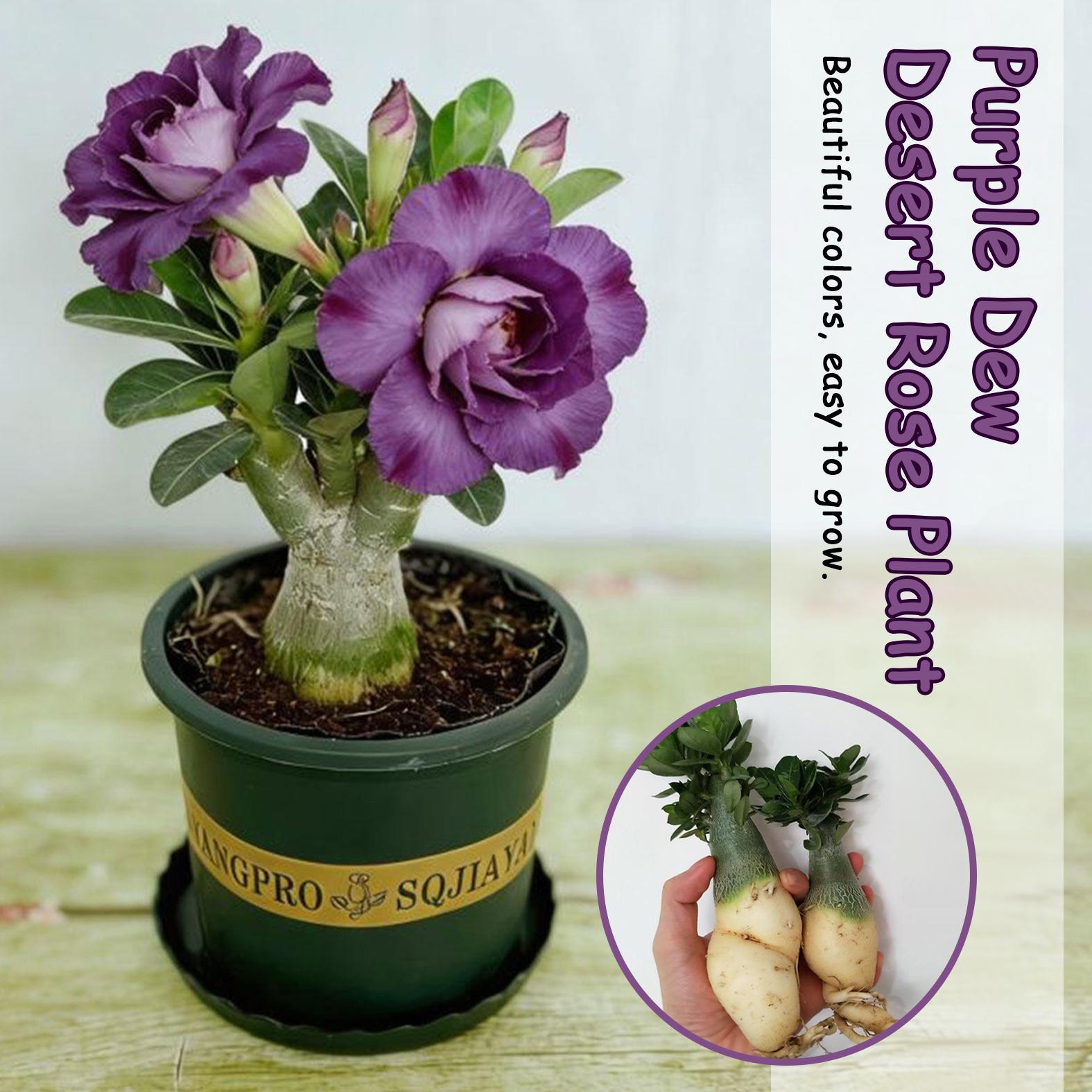 Purple Jade Plant - Etsy
