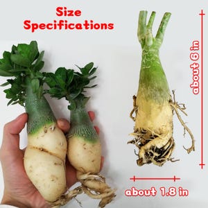 May include: Image of two Adenium plants with green leaves and bulbous, off-white stems. One plant is about 6 inches tall and 1.8 inches wide. The text "Size Specifications" is in red.