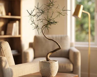 Queensland Bottle Tree Seedling, Caudex Form, Tuberous Plant, Drought-Tolerant Indoor Outdoor