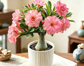 Pink Desert Rose Plant | Adenium Obesum Flowering Succulent, Thick Caudex Bonsai