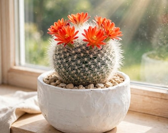 Mammillaria hahniana ‘Old Lady Cactus’, White-Spined Succulent Plant, Indoor Cactus Decor
