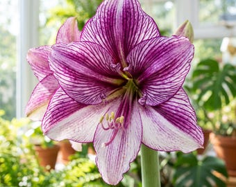 May include: A large amaryllis flower featuring six petals with a white base and deep purple veined patterns. The center of the bloom displays yellow-tipped stamens extending from the core, supported by a thick, smooth, light green cylindrical stem.