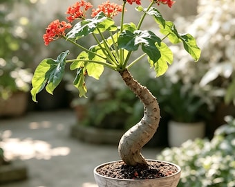 Jatropha Podagrica Plant, Buddha Belly Caudex Succulent, Tropical Houseplant Botanical Decor