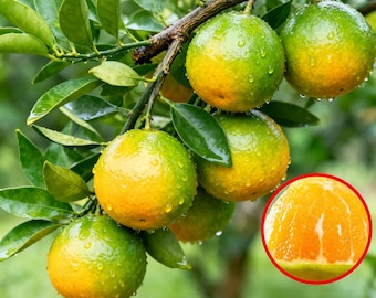 Sugar Orange Tree Sapling: Sweet Citrus Fruit for Outdoor Gardens, Container Growing
