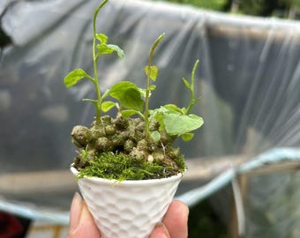 Madeira Vine Caudex Bonsai | Sculptural Root Plant | Artistic Indoor Greenery