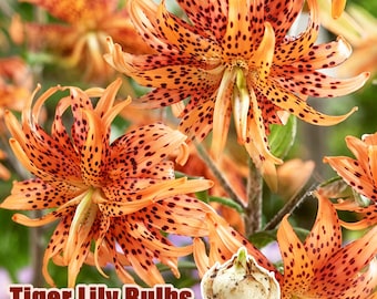 Live Tiger Lily Bulb: Hardy Perennial Garden Plant, Summer Blooming Lilium Lancifolium