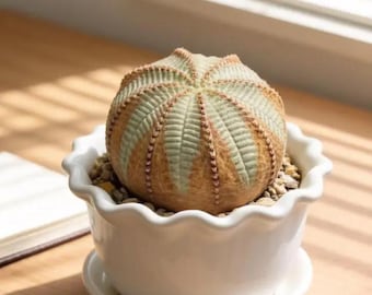 Dioscorea Elephantipes Caudex Plant | Turtle Shell Texture Succulent, Rare Collector Item