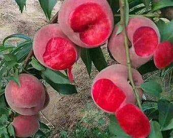 Red Peach Tree Sapling: Sweet Fruit, Bare Root Garden Plant
