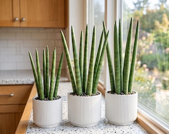 Sansevieria Cylindrica | African Spear Plant, Cylindrical Snake Plant, Low‑Maintenance Indoor Houseplant