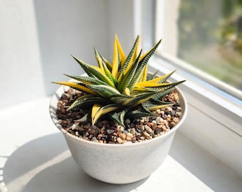 Variegated Haworthiopsis Limifolia, Rare Yellow Succulent, Collector Houseplant