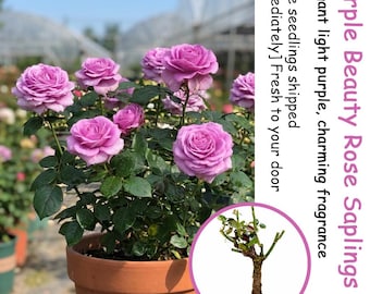 Purple Beauty Rose Saplings – Elegant Purple Flowering Plant (Bare Root)